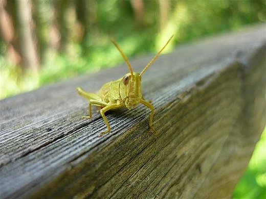 Konik w zaprzgu Krlewskich rde. Puszcza Kozienicka