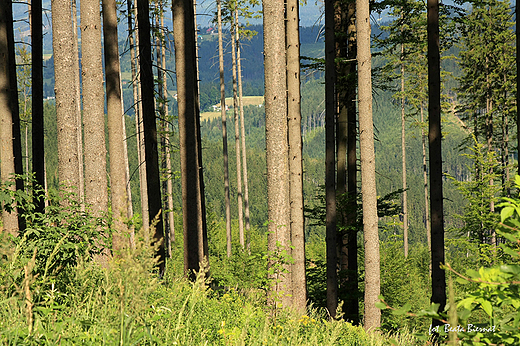 Beskid lski