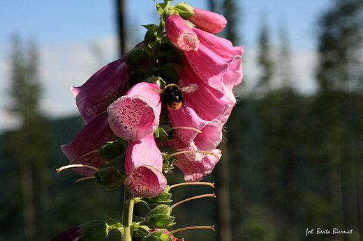 Beskid lski