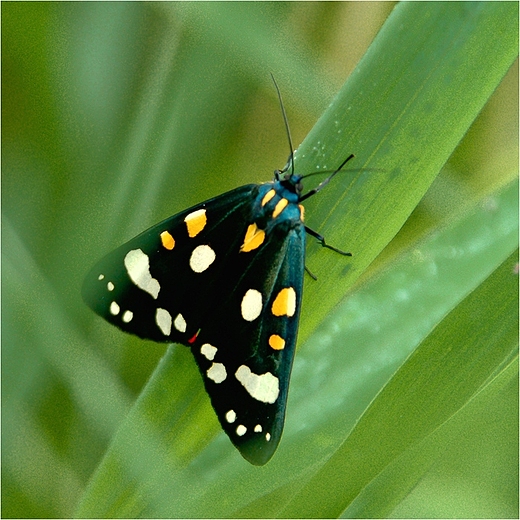 Motyle.Krasopani poziomwka.