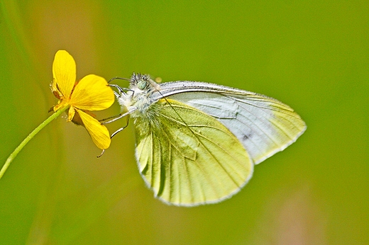 Motyl Bielinek ....