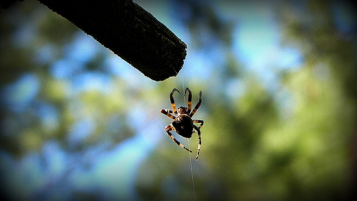 Alpinista