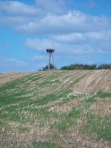 Bocianie gniazdo na polach pod Antoniwk