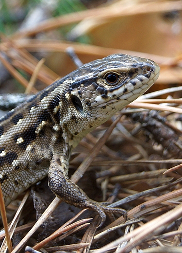 jaszczurka zwinka ,portret samiczki