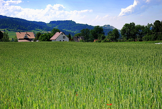 Widok na pola