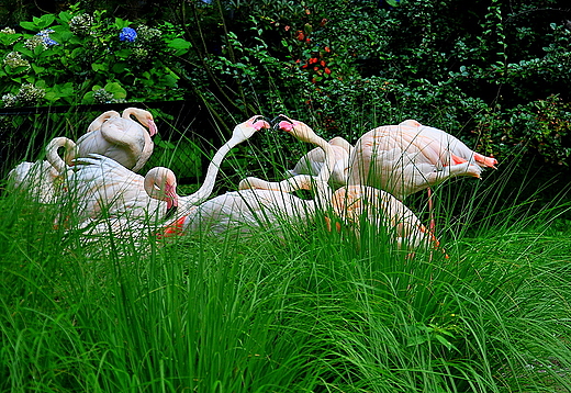 Flamingi w krakowskim ZOO