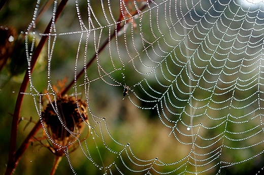 wrzesie na polach