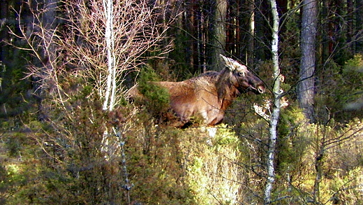 Moje spotkania w okolicach Carskiego Traktu