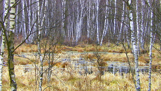 Bagna okalajce III fort Twierdzy Osowiec