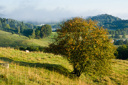 Suwalskie klimaty. Poranek w Suwalskim Parku Krajobrazowym.