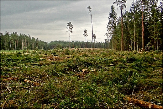 Natura 2000. Dolina Rospudy.