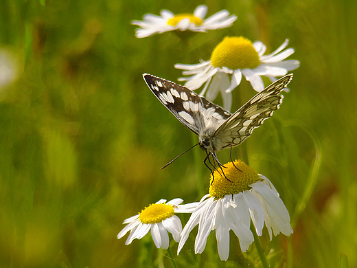 Polowiec szachownica