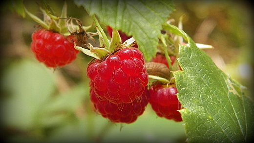 Nie mo to jak lene maliny...