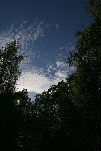 Widok na niebo ze rodka lasu