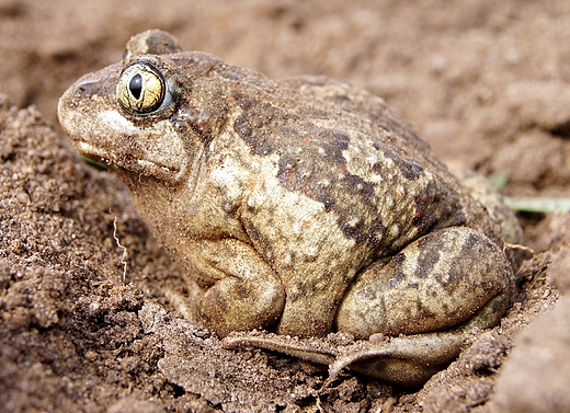 grzebiuszka ziemna ,huczek