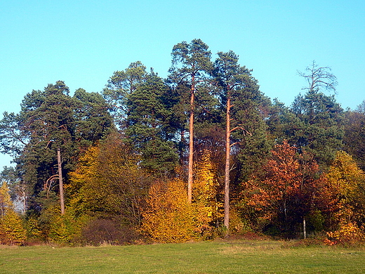 Lene opowieci. Januszno