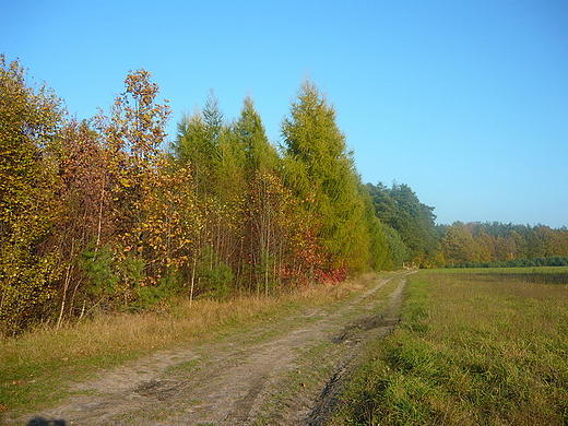 Okolice Januszna. Gmina Pionki