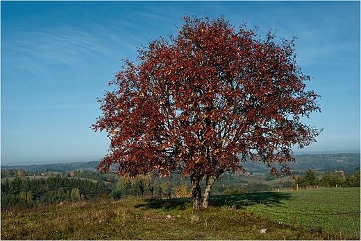 Jarzbina ju jesienna.SPK