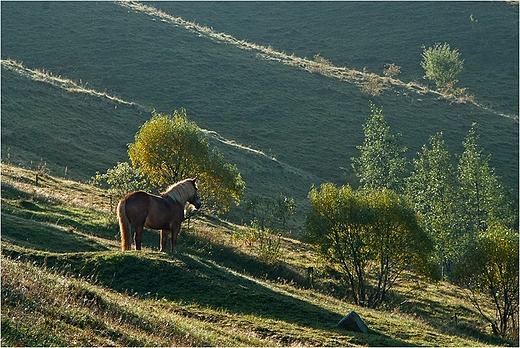 Ko jaki jest...