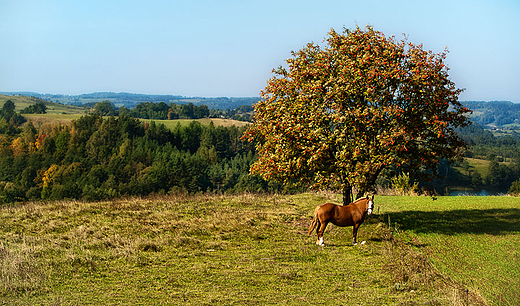 Jesienna jarzbina. Suwalski Park Krajobrazowy.