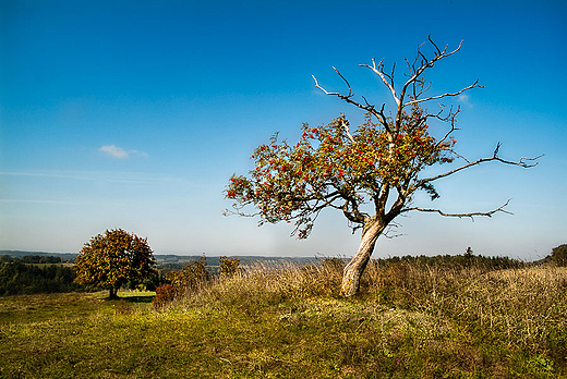 Jesienna jarzbina. Suwalski Park Krajobrazowy.