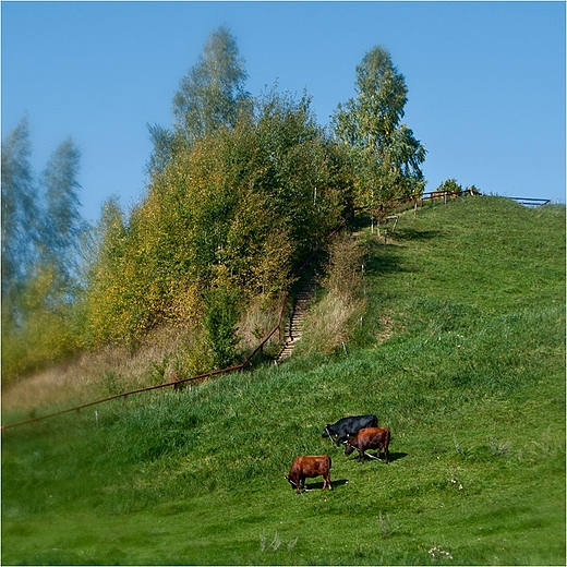 Tam gdzie trawa zielona.Oz w Turtulu.