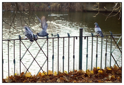 Kalisz - gobie na pocie okalajcym park