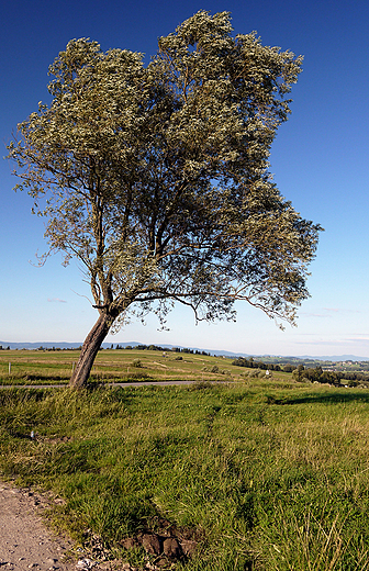 Samotne drzewo w pobliu wsi Ciche.
