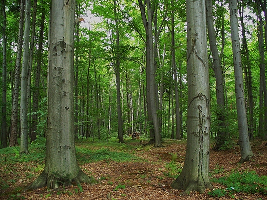 las Strzyowski