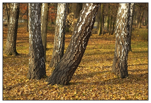 Kalisz - jesienny krajobraz i brzozy w Parku Miejskim