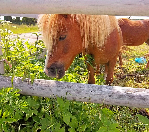 Kucyki w Dbrowie Tomaszowskiej