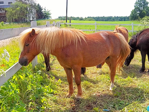 Kucyki w Dbrowie Tomaszowskiej