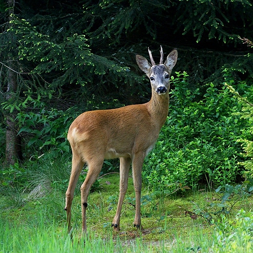 Poranne spotkanie.