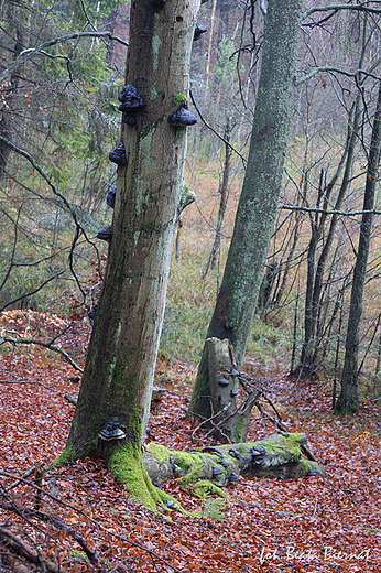 Gdask Osowa, Trjmiejski Park Krajobrazowy