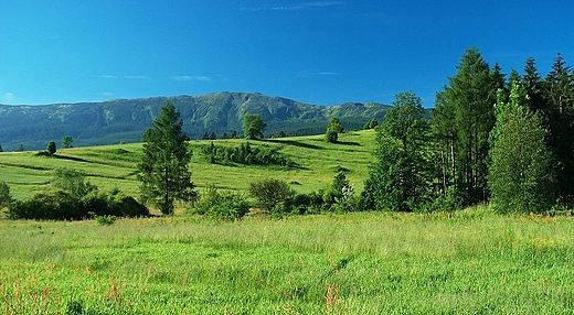 Babia Gra latem - widok z Zawoi Paluchwki.