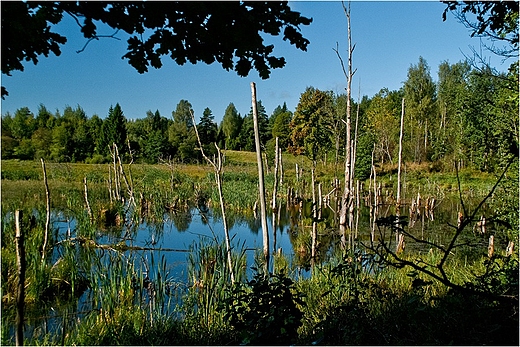 W Puszczy Rominckiej.