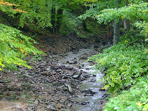 Grski potok. Bieszczady