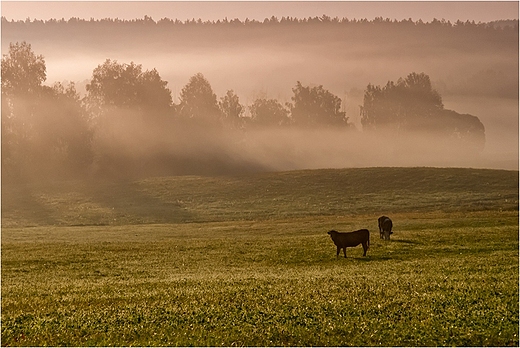 Suwalski Park Krajobrazowy.Na pastwisku.