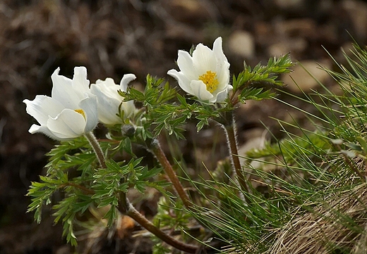 Sasanka alpejska