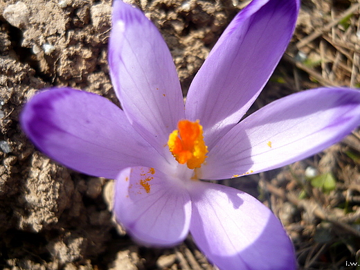 Crocus scepusiensis