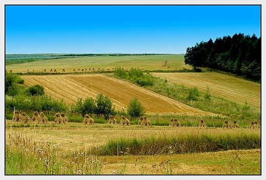 Krajobraz po niwach, gdzie w okolicach Gorajca