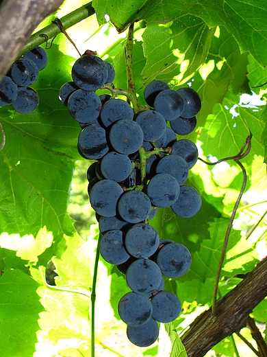 Winogron