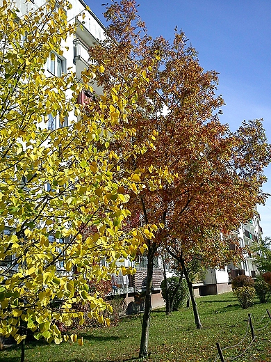 Moje jesienne osiedle-Kielce