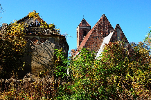 Zapomniany koci