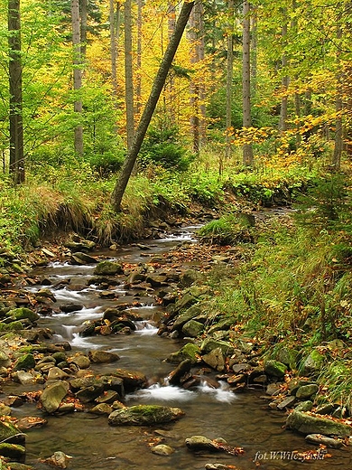 Jesienny potok na Babiej Górze