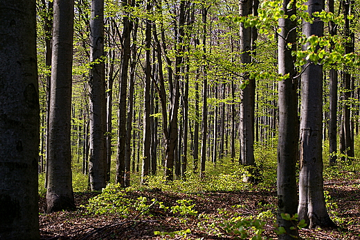 Lasy w grnych partial Beskidu Niskiego