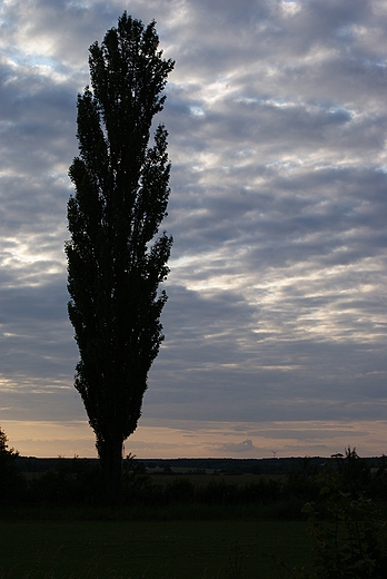 Samotniczka. Okolice Mogilna