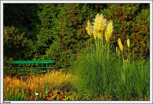 Pozna - Ogrd Botaniczny Uniwersytetu im. A. Mickiewicza