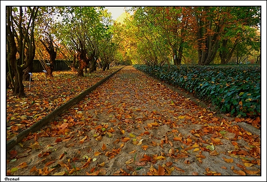 Pozna - Ogrd Botaniczny Uniwersytetu im. A. Mickiewicza