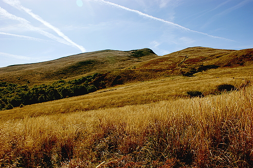 Tarnica